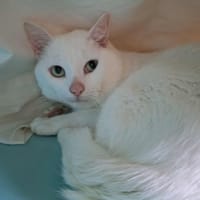 STAR, chat à adopter