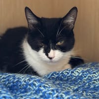 Vera CAB4563, chatte à adopter