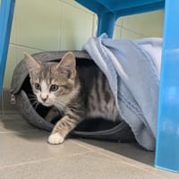 YDOREE, chatte à adopter
