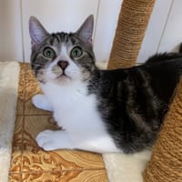 Boy, chat à adopter