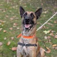 REXY, chien à adopter