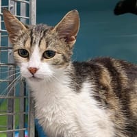 MILA, chatte à adopter