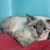 Pirouette [Chaton], chatte à adopter
