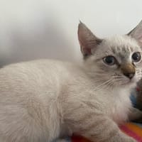Lunala, chatte à adopter