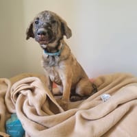 ARROW, chien à adopter