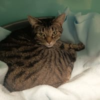 RUBIS C, chatte à adopter