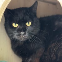 Charlie Cab4558, chat à adopter