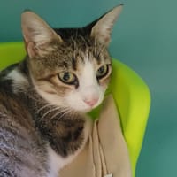 HADIYA, chatte à adopter