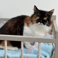 Poucinette CAB4470, chatte à adopter