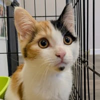 NAYA, chatte à adopter
