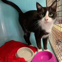Malow, chatte à adopter