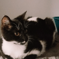 Crevette (réservée), chatte à adopter