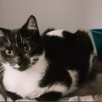 Crevette, chatte à adopter