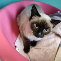 POUSSETTE QCT (réservée), chatte à adopter