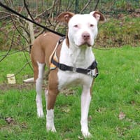 Cindy CAA14179, chienne à adopter