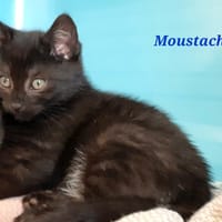 Moustache, chat à adopter