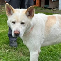 NOUGAT, chien à adopter
