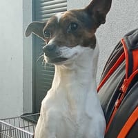 IVY, chienne à adopter