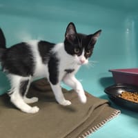 PLACITO, chat à adopter