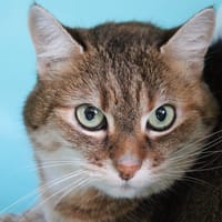 DOUILLETTE, chatte à adopter