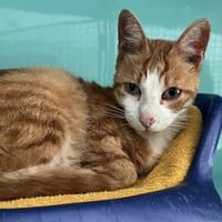 DJANGO, chat à adopter