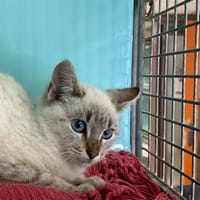 Cacahuete [Chaton], chatte à adopter