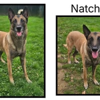 NATCH, chien à adopter