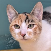 Ajax, chatte à adopter