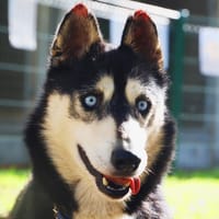BALTO, chien à adopter