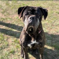 Malko CAA14180, chien à adopter