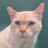 Bouddha, chat à adopter