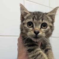 NEVADA, chatte à adopter