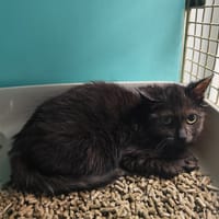 ALF, chat à adopter