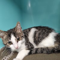 RENATA, chatte à adopter