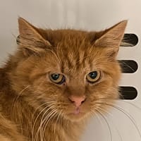 ROUKY, chat à adopter