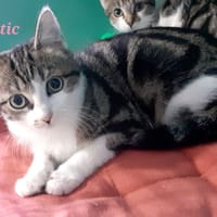 Tactic, chatte à adopter