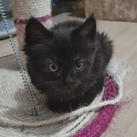 SALEM, chat à adopter
