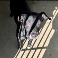 Jojo, chien à adopter