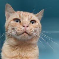 Pouf, chat à adopter
