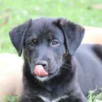 CHANNEL, chienne à adopter