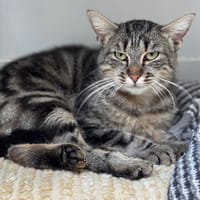 Jodie CAB4634, chatte à adopter