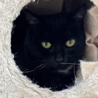 Perlita Cab4622, chatte à adopter