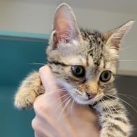 Zera (réservée), chatte à adopter