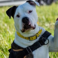 JOEY, chien à adopter