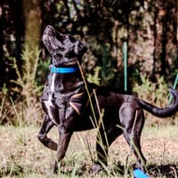 CASAQUE, chien à adopter