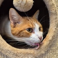 Potté, chat à adopter