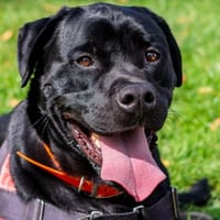 ROX, chien à adopter