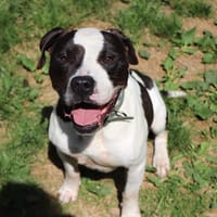 JAROD, chien à adopter