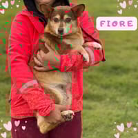 Fiore, cane femmina da adottare