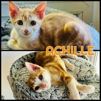 ACHILLE, chat à adopter